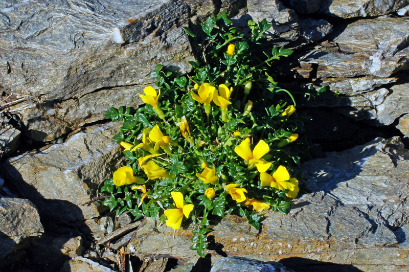 Morisia monanthos / Morisia